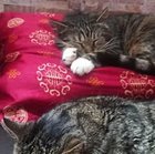 Edyta Edyta - awatar