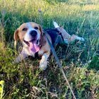 Agnieszka Murawska - awatar