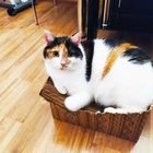 Wiola Surdyka - awatar