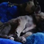 Justyna Pięta - awatar