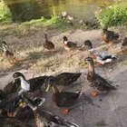 Teresa Stachura - awatar