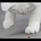 Julia Hammer - awatar