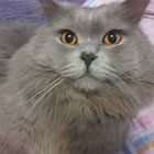 Adela Mazurek - awatar