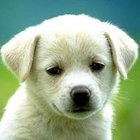 Kacper Gorczyca - awatar