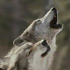 Bolesław Muda - awatar