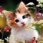 Nikola Kulczyńska - awatar