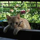 Kotełkowo Koteczkowo - awatar