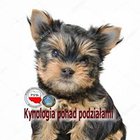 Tomasz Korecki - awatar