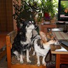 Magdalena Misiaszek - awatar