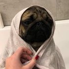 Julia Wilanowska - awatar