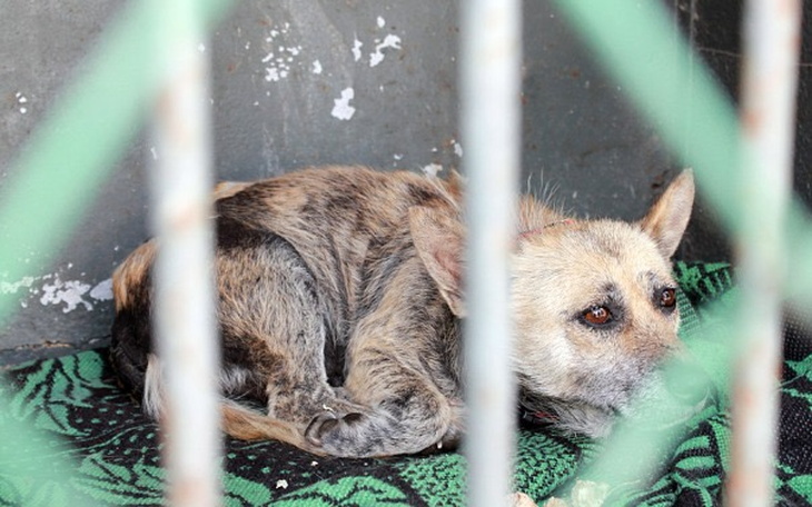 Wpis Ponad 122 000 zł na lepsze warunki życia dla zwierzaków z Fundacji Nasza Szkapa!! - miniaturka zdjęcia