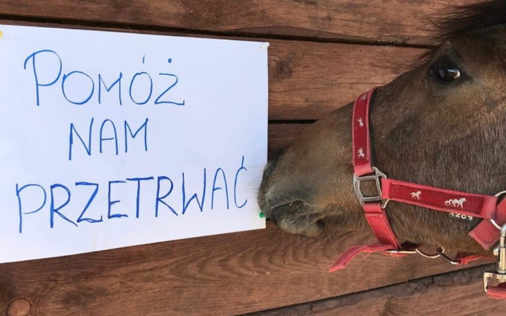 Wpis Sytuacja zwierząt jest dramatyczna! Zebrano 76 000 zł, aby ratowanie konie z interwencji! - miniaturka zdjęcia