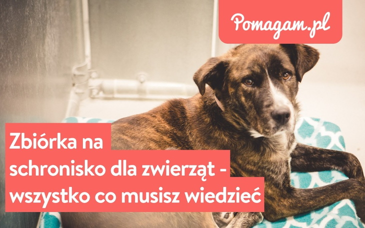 Zbiórka na schronisko dla zwierząt.