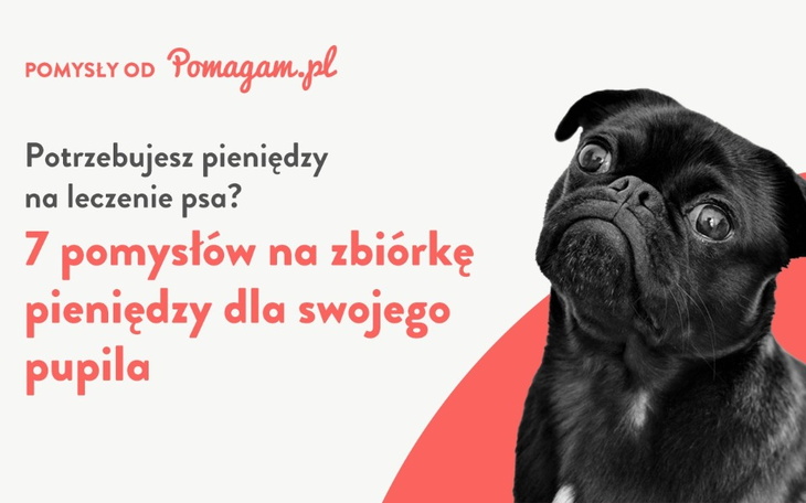 Wpis Jak zbiórka internetowa może pomóc sfinansować leczenie psa? - miniaturka zdjęcia