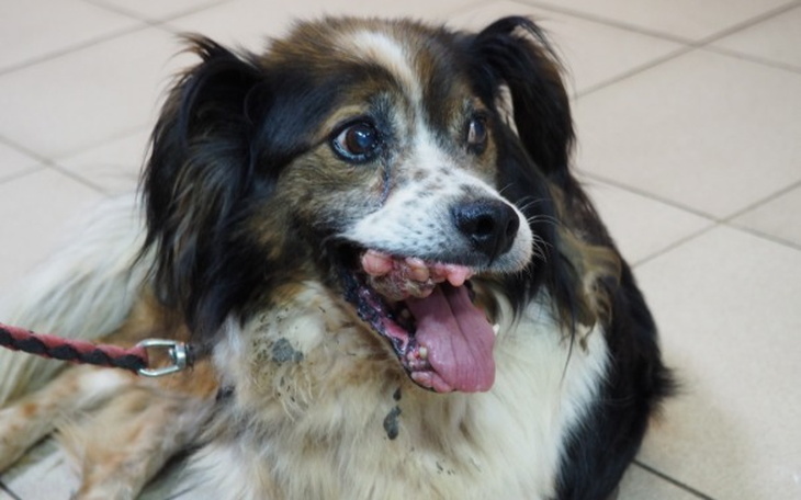 Wpis Ogromny guz w pyszczku Pimpka stale rośnie! Zebrano już ponad 3000 zł na jego operację! - miniaturka zdjęcia