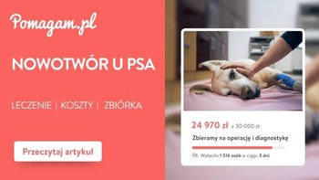 Nowotwór u psa: koszty diagnozy i leczenia - kosztorys 2026