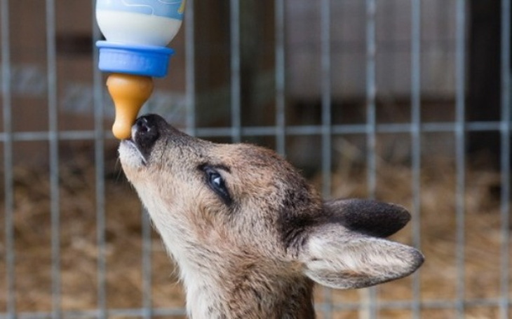Wpis Te sarenki były na skraju wyczerpania! Na Pomagam.pl zebrano dla nich już ponad 10 000 zł! - miniaturka zdjęcia