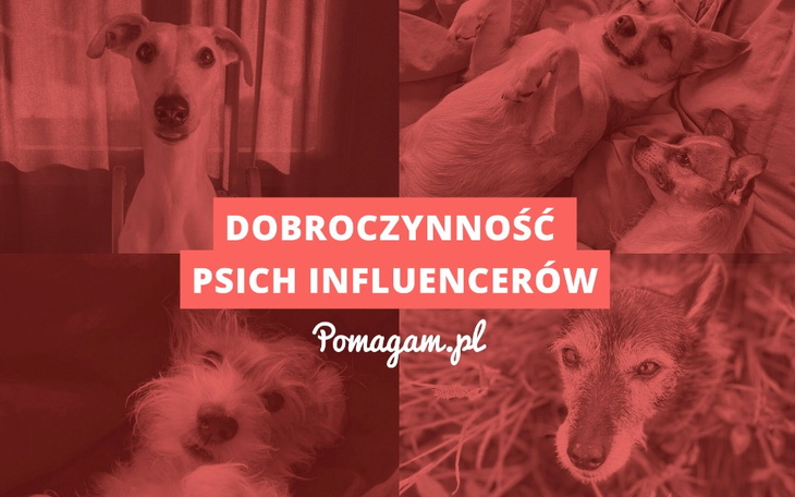 Dzień Psa z Pomagam.pl. Psi influencerzy i ich dobroczynność.