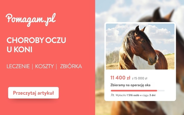 Choroby oczu u koni – ile kosztuje diagnoza i leczenie? – kosztorys 2026