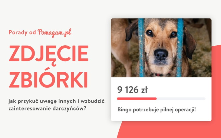 Zdjęcia do zbiórki internetowej: jak wybrać odpowiednie?