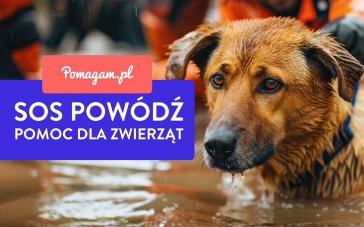 Dołącz do akcji i pomóż zwierzętom dotkniętym powodzią na południu Polski.