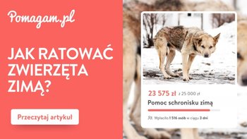 Przymarzają do ziemi, w budach bez ocieplenia i z lodem w misce.Jak ratować zwierzęta zimą