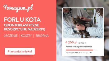 FORL u kota – ile kosztuje diagnoza i leczenie? kosztorys 2026