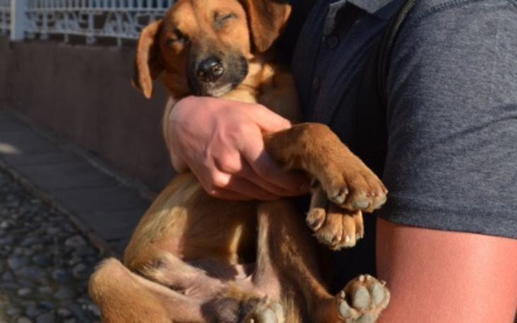 Wpis Z powodzeniem ratują zwierzęta na Kubie! Na Pomagam.pl zebrali już niemal 40 000 zł!! - miniaturka zdjęcia