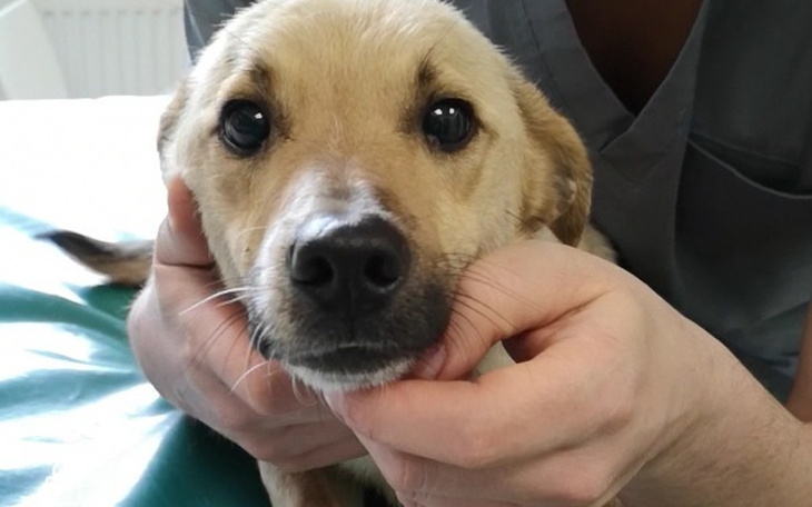 Wpis Zebrali prawie 6 000 zł na Pomagam.pl, aby uratować skatowanego i porzuconego psa!!! - miniaturka zdjęcia