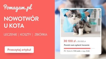 Nowotwór u kota: ile kosztuje diagnoza i leczenie w 2026 roku?