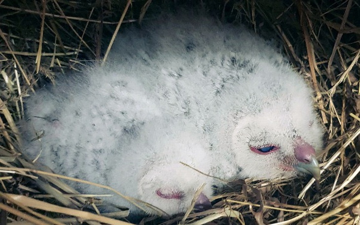 Wpis Pozostawiono jest na pewną śmierć! Zebrali prawie 8000 zł, by ratować porzucone pisklęta! - miniaturka zdjęcia