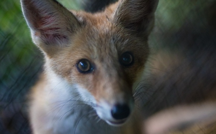 Wpis Oddali zwierze, bo przestało im się podobać! Zebrano już niemal 5000zł, by uratować liska! - miniaturka zdjęcia