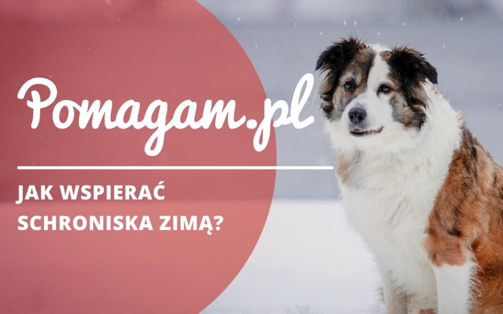 Zima to czas, gdy schroniska dla zwierząt szczególnie potrzebują wsparcia. Dowiedz się jak możesz pomóc schroniskom dla zwierząt w sezonie zimowym, by zapewnić naszym mniejszym przyjaciołom najlepszą możliwą opiekę.