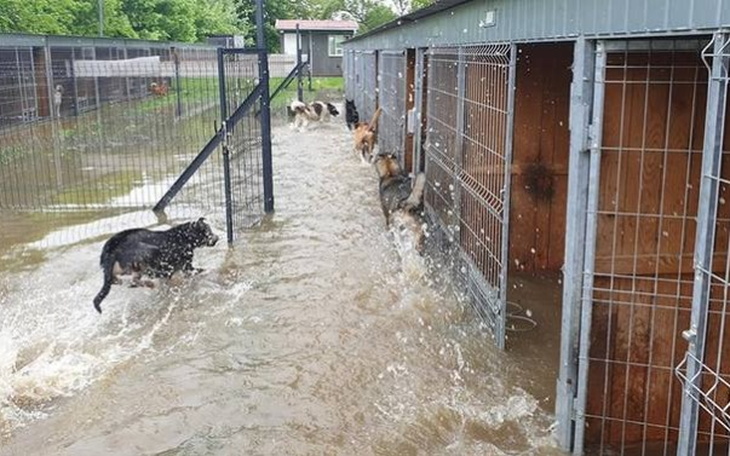 Wpis Tragedia w Schronisku w Mielcu!!! Na Pomagam.pl zebrano 75 000 zł w niespełna 24 h!! - miniaturka zdjęcia
