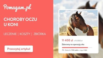 Choroby oczu u koni – ile kosztuje diagnoza i leczenie? – kosztorys 2026