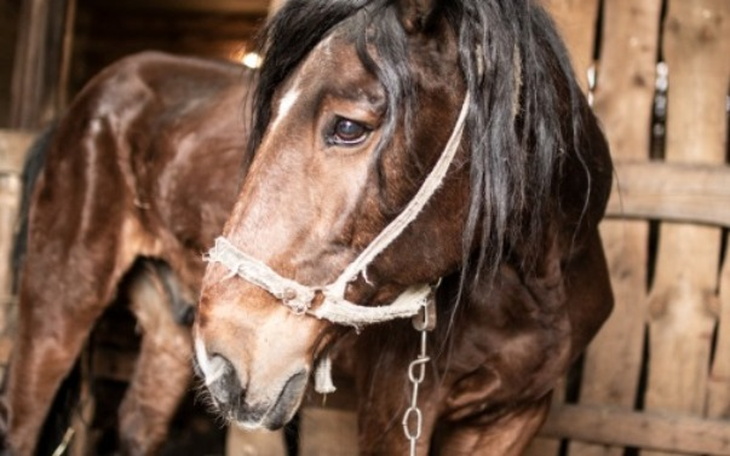 Wpis Znaleźli konia ze spaloną skórą!! Dzięki zbiórce zebrali 16 000 zł, by go uratować!! - miniaturka zdjęcia