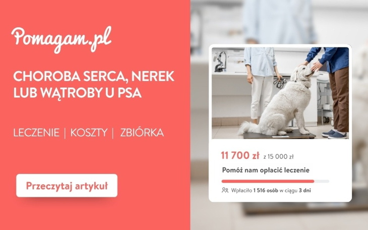 Choroba serca, nerek lub wątroby u psa – ile kosztuje leczenie?