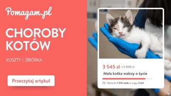 10 najczestszych chorób kotów, ile kosztuje leczenie