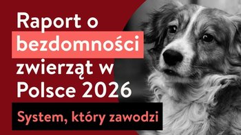 Bez twardych danych trudno o realną zmianę systemu zapobiegania bezdomności. Pobierz pełny „Raport o bezdomności zwierząt w Polsce 2026”