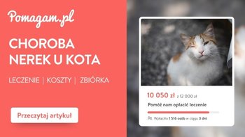 Choroba nerek u kota: ile kosztuje leczenie PNN? Kosztorys 2026