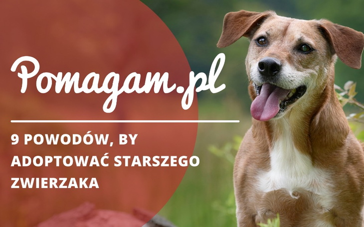 Jakie zalety ma adopcja starszych zwierząt? Sprawdź 9 powodów, by adoptować starszego zwierzaka.