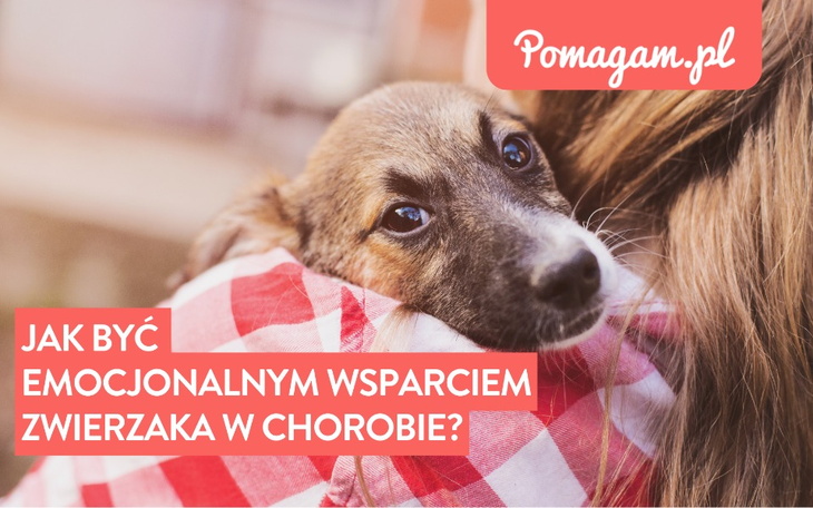 emocjonalne wsparcie dla zwierząt