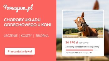 Choroby układu oddechowego u koni – ile kosztuje diagnoza i leczenie? – kosztorys 2026