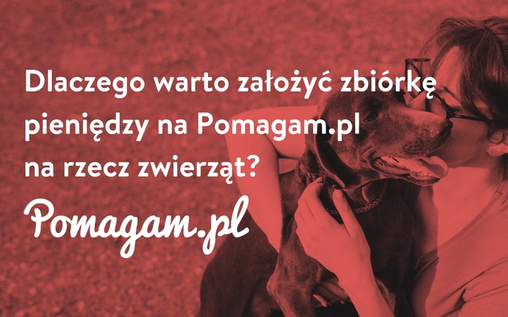 Odpowiadamy dlaczego warto założyć zbiórkę pieniędzy na Pomagam.pl na rzecz zwierząt.