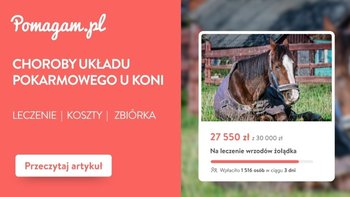 Choroby układu pokarmowego u koni – ile kosztuje diagnoza i leczenie? – kosztorys 2026