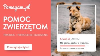 Wpis Gdzie możesz zgłosić: porzucenie, zaniedbane zwierzę, złe traktowanie? - miniaturka zdjęcia