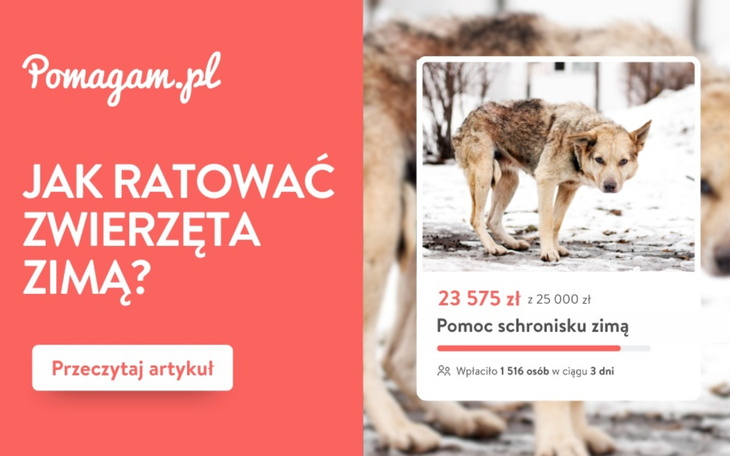 Przymarzają do ziemi, w budach bez ocieplenia i z lodem w misce.Jak ratować zwierzęta zimą