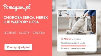 Choroba serca, nerek lub wątroby u psa – ile kosztuje leczenie?