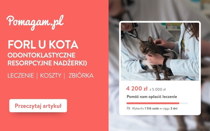 FORL u kota – ile kosztuje diagnoza i leczenie? kosztorys 2026