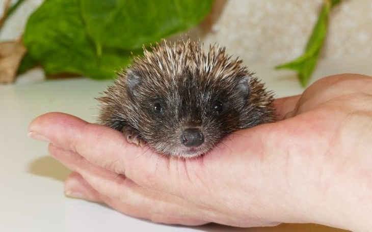Wpis Dzięki Pomagam.pl zebrali 18 000 złotych dla potrzebujących... jeży! - miniaturka zdjęcia